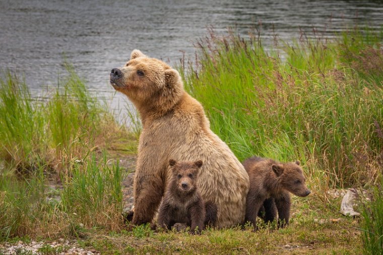 140 Katmai NP, bruine beren.jpg